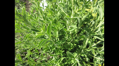 A Sweet Herb Stevia September 2021