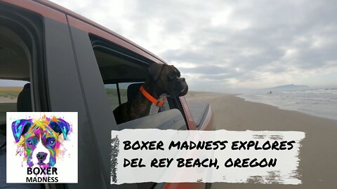 Boxer Madness Explores Del Rey Beach