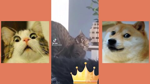 CAT MEMES - FUNNY CAT VIDEOS #02