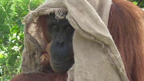 Fashionable orangutan comically models new outfit