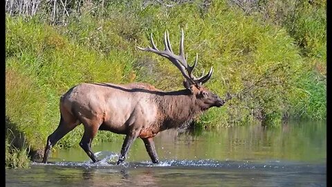 Bull Elk Bugling in Fields Beside Compound - Noisy but Awesome Night Neighbor