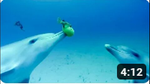Dolphins Engage in Playful Catch with a Pufferfish: An Underwater Delight!