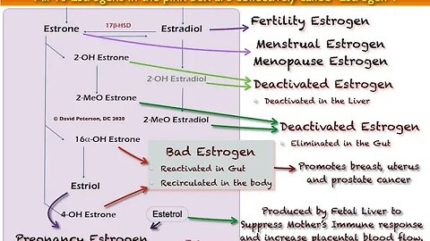 Why Do Doctors Use the Term 'Estrogen' So Loosely? The Surprising Truth Unveiled!