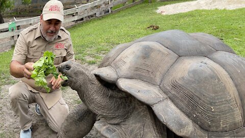 The tortoise is eating food.