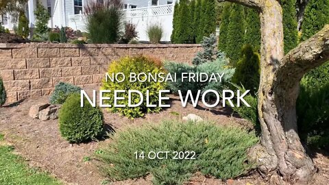 No Bonsai Friday Needle Work