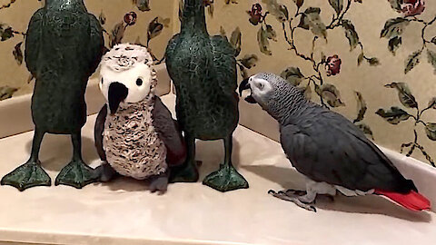 Talking parrot is playing school, and he is the teacher!