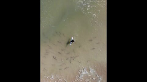 Surfer tries to find a way to exit shark filled waters