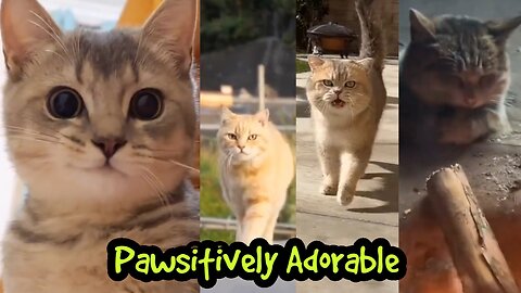 Pawsitively Adorable