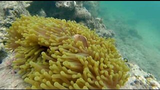 Frygtløs fisk leger med giftig søanemone