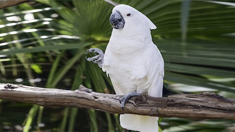 Funny, watch the parrot go down the stairs