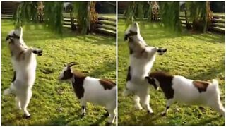 Cabra distrai-se e é atacada pela sua amiga