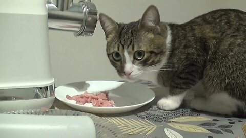 Cat Helps in the Kitchen and Steals Food