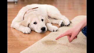 Dog Potty Training (How To Train Your Puppy Right)