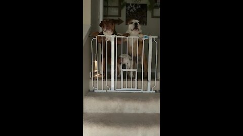 Trio of ecstatic bulldogs welcome owner home