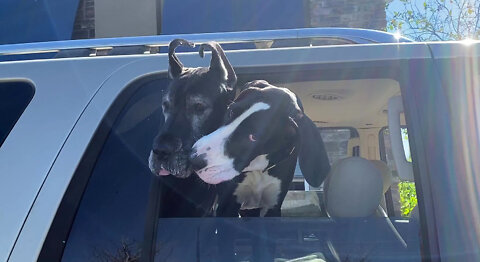 Funny Great Danes Lick Ice Cream From Each Other's Faces