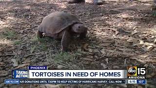 Looking to adopt a desert tortoise? 75 up for adoption!