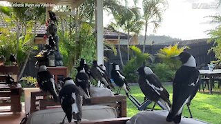 Dozens of birds chill in porch