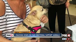 FL lawmakers cracking down on fake emotional support animals