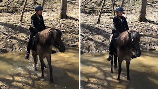 Horse takes swim break without a care in the world