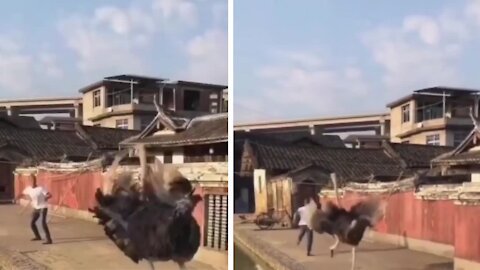 Angry ostrich ran behind the man and accidentally fell into the lake