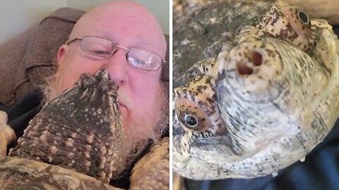Pet snapping turtle cuddles with owner for nap time