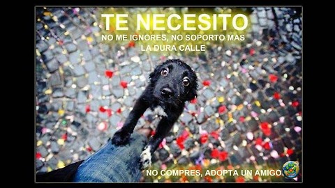 Te Necesito... No me Ignores! No soporto más la dura calle! #AdoptaNoCompres