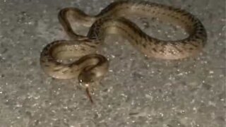 Man touches snake, is immediately attacked