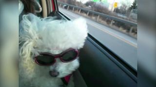 Adorable White Poodle Dog Enjoys The Ride