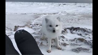 Arctic fox gets up close with explorers in Canada