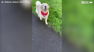 Cet chiot guide un chien aveugle