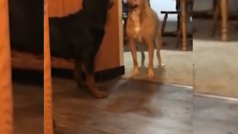 Dog Persuades Newly Adopted Rottweiler to Play With Him