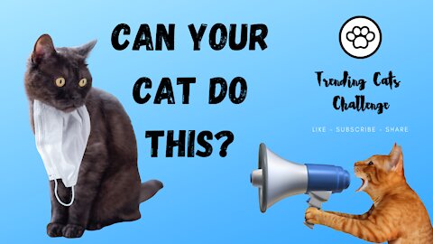 Train Your Cat - Funny Cats - Cute Cats - #Rumble Cats 5