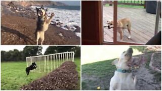 De bedst episke dog fails