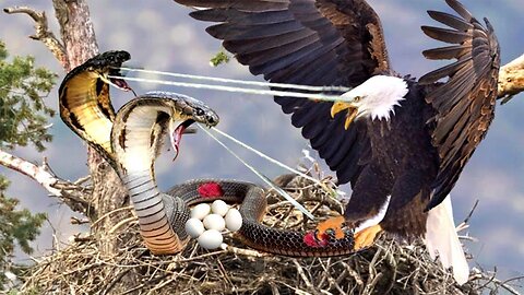 Eagle's Horror Revenge! Snake's Unfortunate Ending Trying to Steal Eagle's Eggs