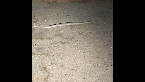 Arizona Rattlesnake