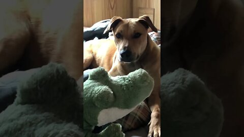 Slinky spending time inside with his mum and his crocodile