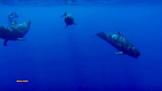 Pilot Whales Give Greetings in their Home of Offshore Osa Marine Hot Spot