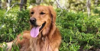 Dog performs piano duet with owner