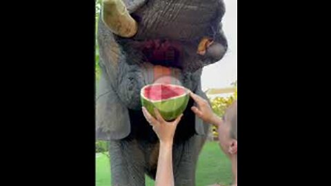 Elephant Munch Watermelon Edition