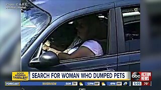 Woman caught on camera dumping 10 cats, dog on side of road