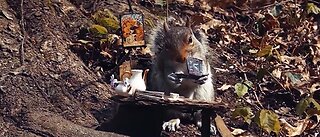 Squirrels social distance, eat at tiny tables