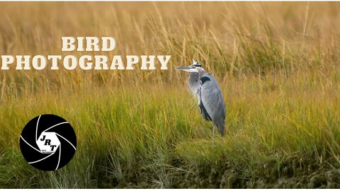 Bird Photography