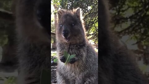 Cute funny Quokka -115