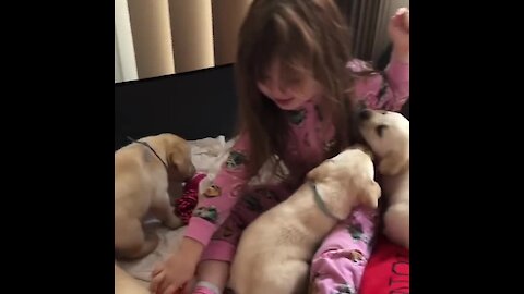 Little girl gets swarmed by litter of puppies