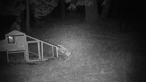 Bigfoot Caught Breaking Into California Man's Chicken Coop