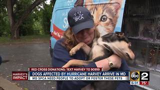 Dogs affected by Hurricane Harvey arrive in MD, looking for new homes