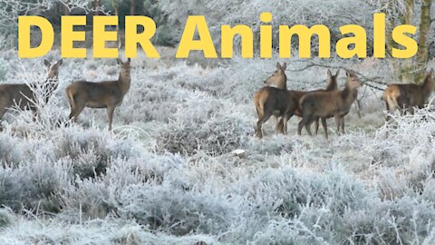deer animals videos| cute baby deer|deer |susantha11