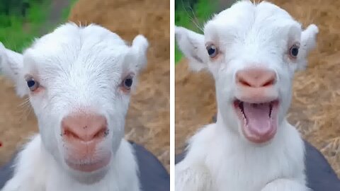 Cute goat funny video 😂😂 #goat #shorts #cute #reels #funny #viral #baby #bakri #funnyvideo