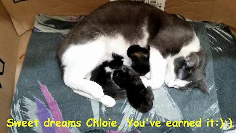 Chloie is having kittens.😹😸🐾クロエは子猫を産んでいます。