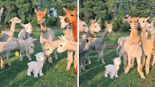 Confused alpacas utterly bewildered by lookalike imposter